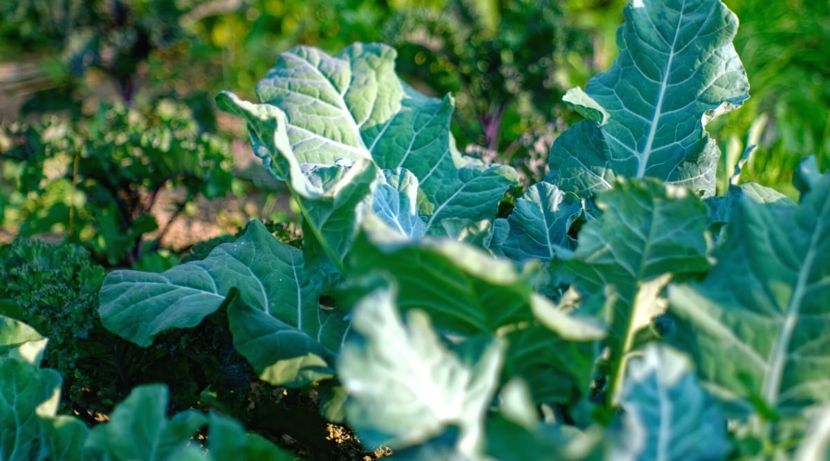 Close-up of a vegetable garden with Cauliflower and Kale growing. Cauliflower is a biennial plant that consists of a central stem surrounded by large broad leaves that form a rosette at the base. The leaves are large, bluish-green in color and have a slightly wrinkled or ruffled texture. Kale forms a rosette of large dark green leaves with heavily curly edges. Leaves are oval, oblong.