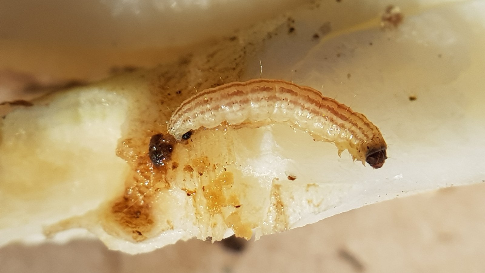 Close-up of a small, brown caterpillar crawling on the stem of a plant.