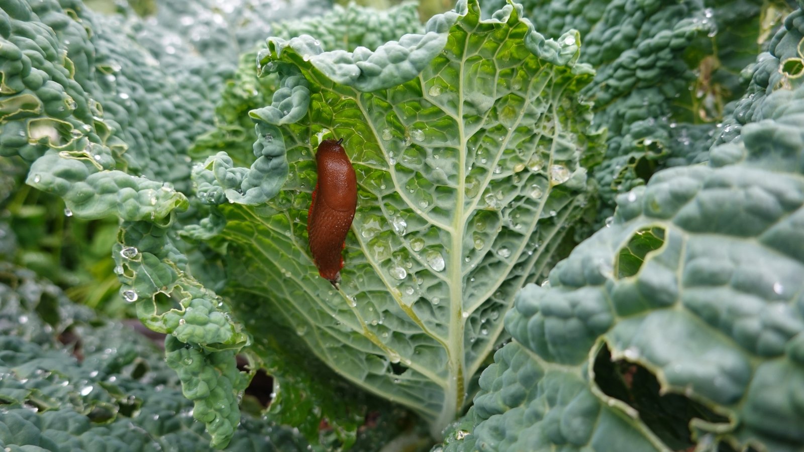 A slimy, soft-bodied brown creature leaves trails of mucus as it chews large holes in the leaves.