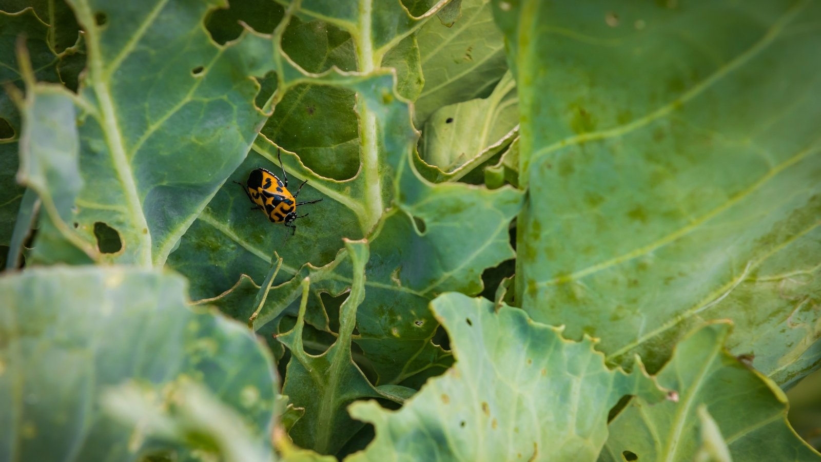 Close-up of a beetle with a striking shield-shaped body featuring bold black and yellow markings, feeding on waxy leaves.
