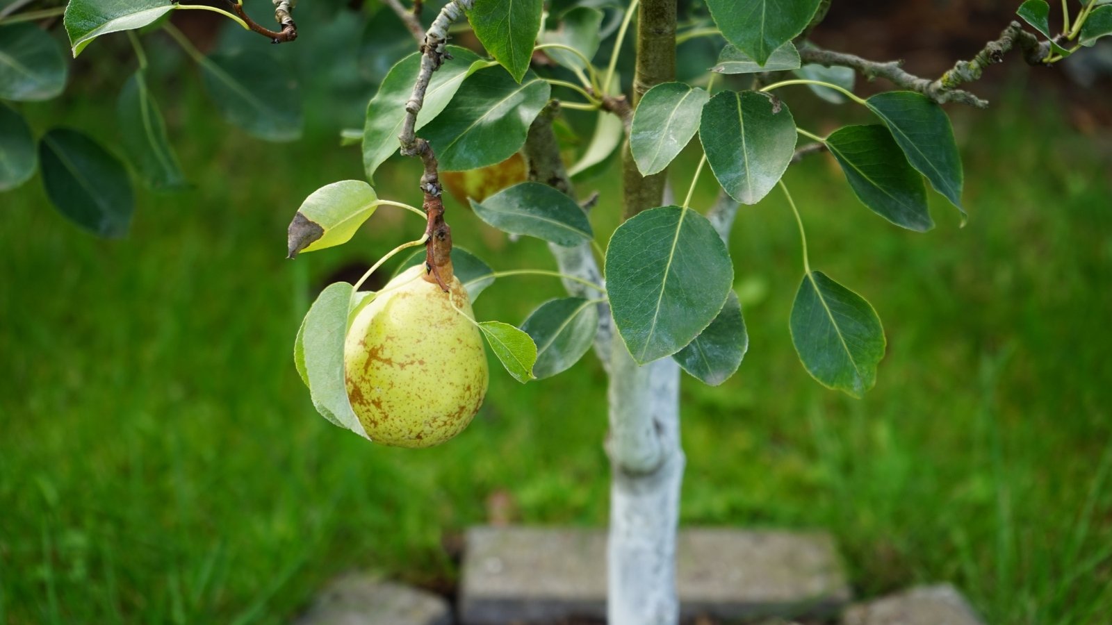 A single large Pyrus fruit, still attached to a young, thin trunk, is surrounded by a few large green leaves. The sapling sits in a well-manicured grassy field with the fruit’s smooth surface glistening in sunlight.