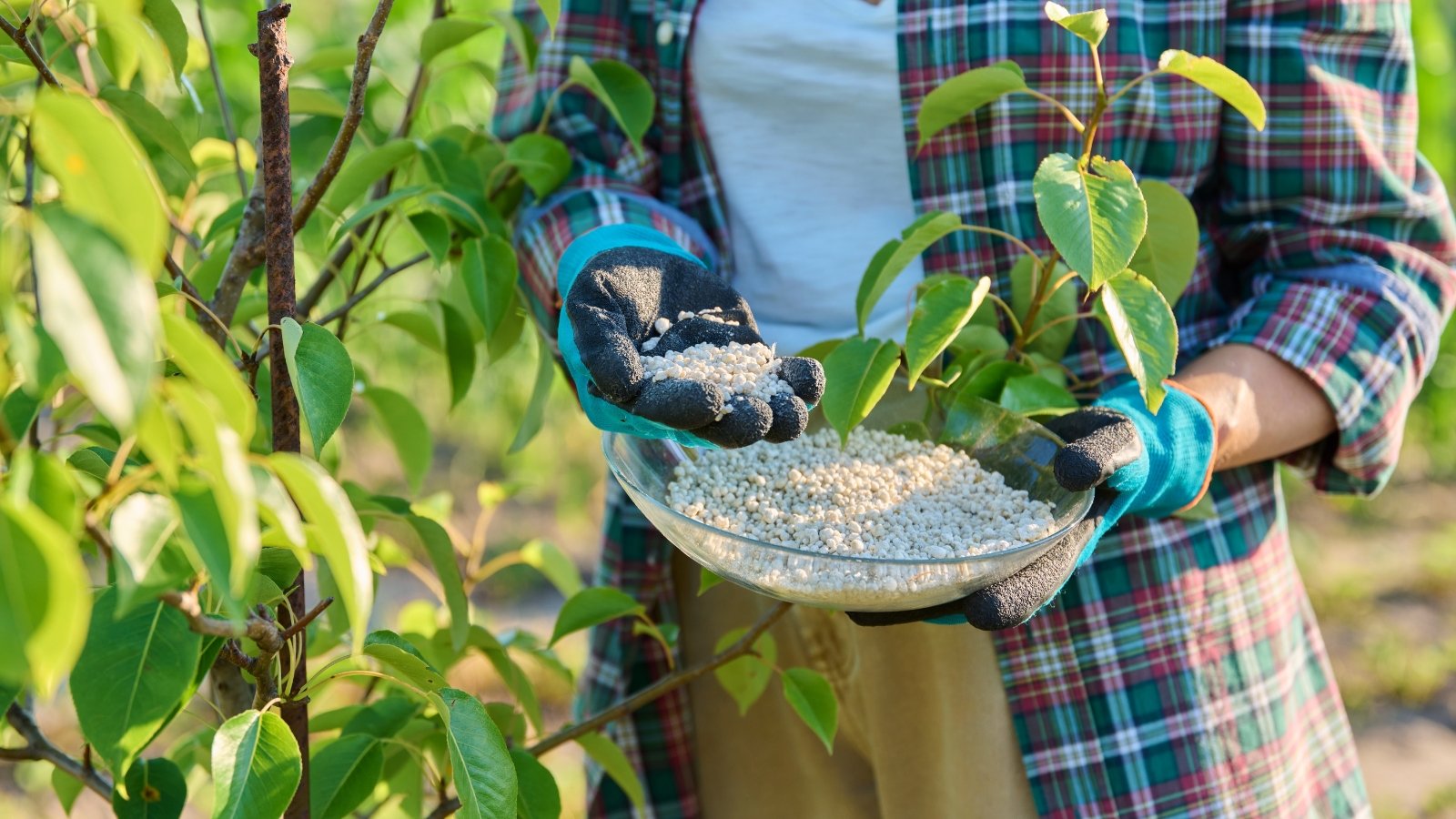 A gardener, dressed in a plaid shirt and green gloves, carefully holds a round bowl filled with granular fertilizer. The gardener stands amidst green foliage, preparing to nourish the plants, with the surrounding environment lush and well-maintained.