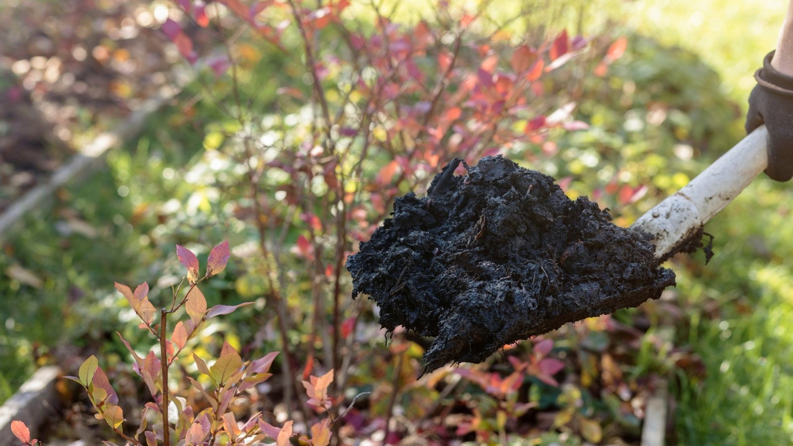 A shovel full of rich, dark soil is being spread around small bushes with red-tinged leaves in a colorful garden bed.