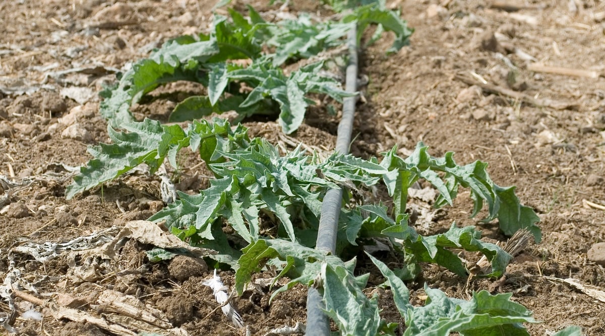 Close up of a row of young artichoke plants growing in a row along a black rubber drip irrigation hose. The plants have small, long, textured leaves that grow along a stem. The topsoil of the garden is visible with light brown mulch with large wood pieces.