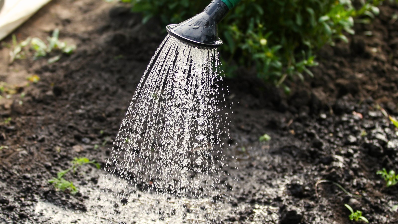 Close-up of water pouring from a large watering can onto a flower bed of perennial evergreens, creating a stream of water on black soil.