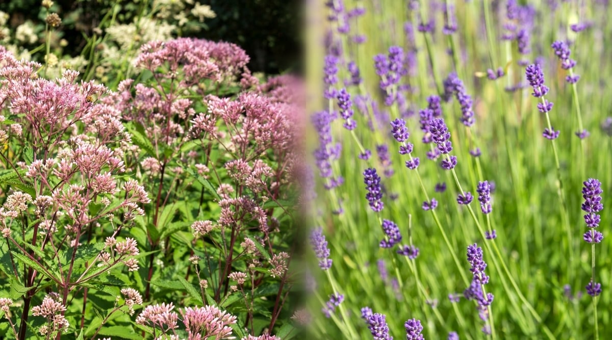 Two images of blooming Joe Pye Weed and lavender in sunny gardens. Joe Pye Weed is a perennial flowering plant with large, spear-shaped leaves arranged in whorls along sturdy stems. They are dark green in color and have a slightly serrated or serrated edge. The flowers form dense clusters of small, dusty pink to lilac flowers at the tops of the stems. Lavender is a woody perennial shrub with narrow, linear and evergreen leaves. The flowers form long spikes or clusters of small tubular purple flowers.