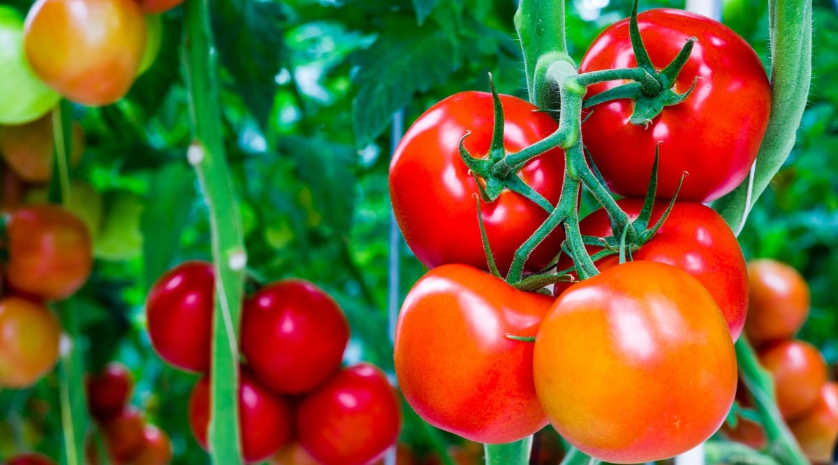 Vibrant and ripe glossy red and orange tomatoes dangle from lush green stems, creating a vivid contrast. In the backdrop, a gentle blur reveals a bountiful scene of intertwined tomatoes, stems, and leaves.