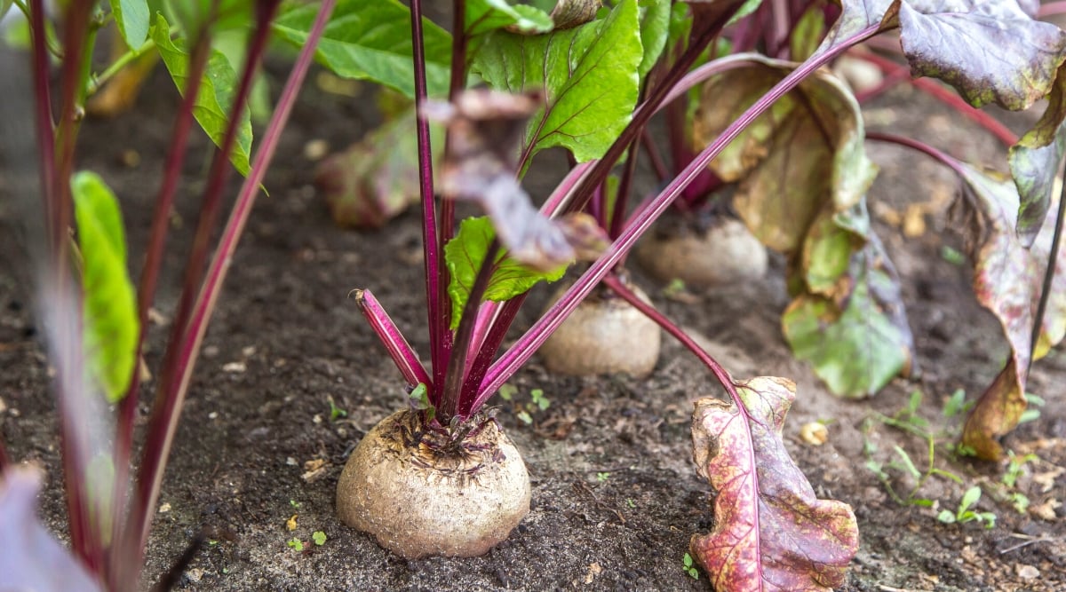 Close-up of beets growing in rows in the garden. Beetroot is a biennial plant known for its edible roots, leaves, and fruits. The leaves are large, glossy, dark green in color and grow from a central stem with distinct veins. The stems are purple. The root of the beetroot is the most well-known part, having a round or cylindrical shape and covered with a thin gray-brown skin.