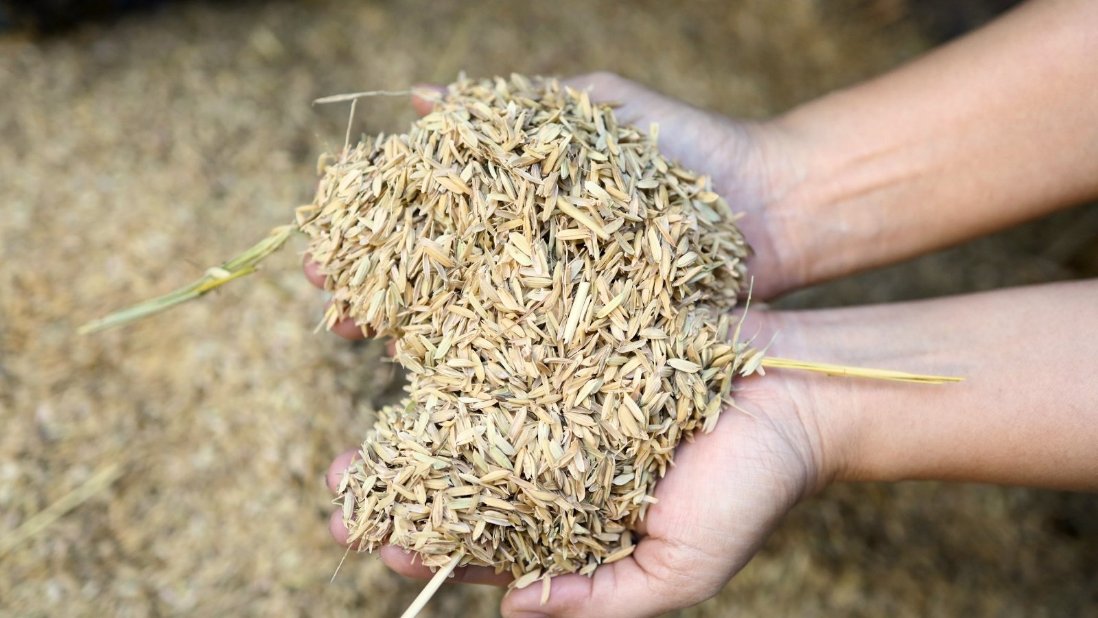 Pale, straw-like fragments with a dry, brittle texture curl at the edges in the gardener's hand.
