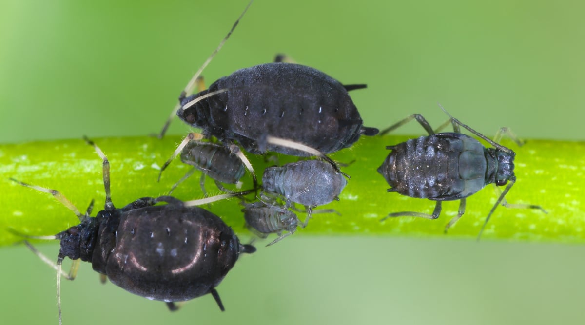 6 Aphis fabae aphids (Black Bean Aphid) on a plant