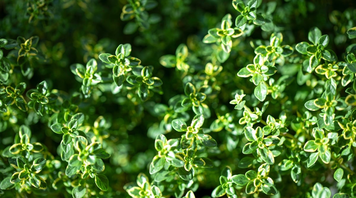 Top view, close-up of Thyme on a blurred background. This is a low-growing perennial plant with hanging or creeping stems. Thyme leaves are small, oval in shape, densely grouped along the stems. They are dark green in color and have a slightly fuzzy texture.