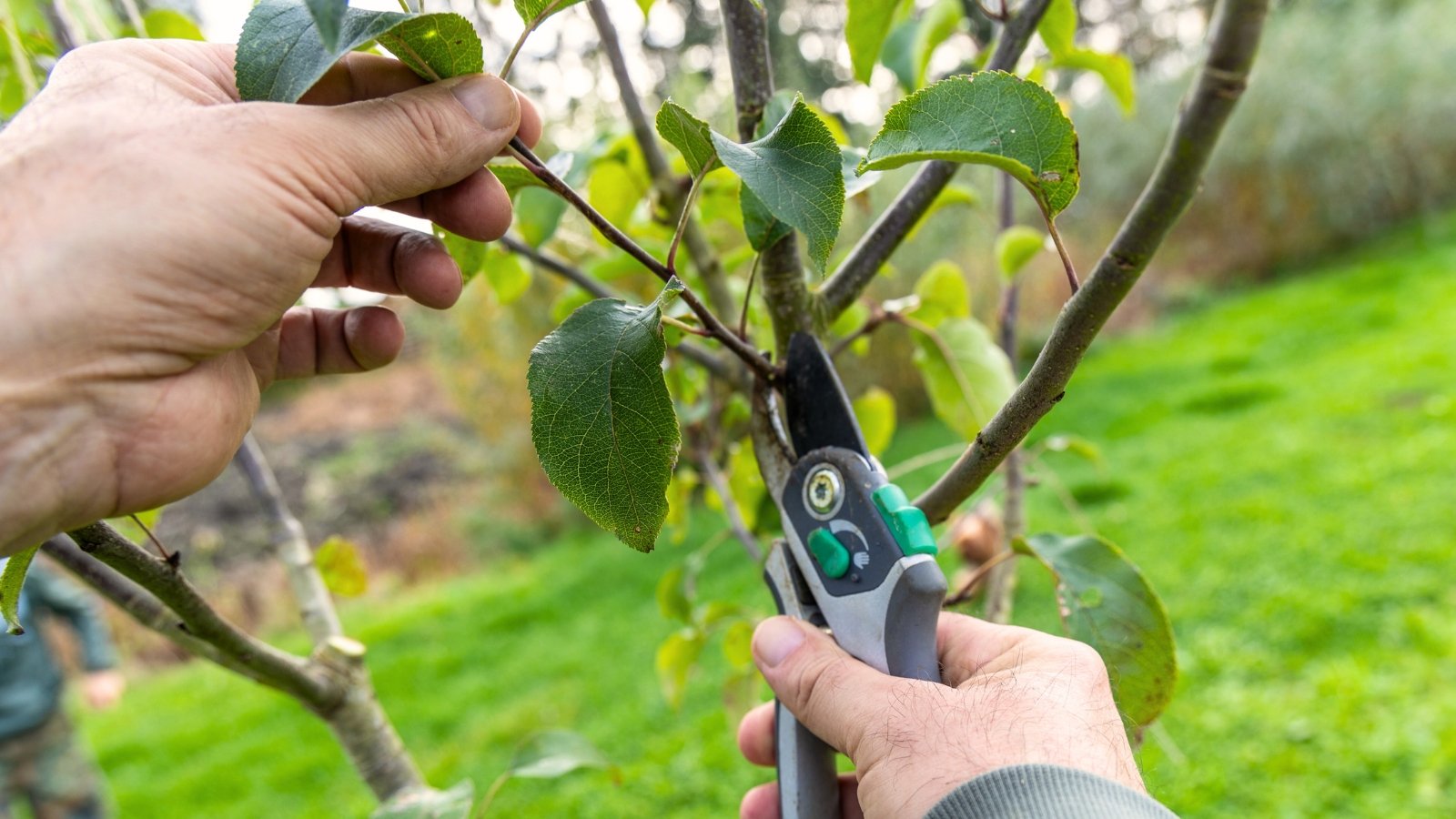 Close-up of a gardener pruning branches of an apple tree with gray secateurs in a garden.