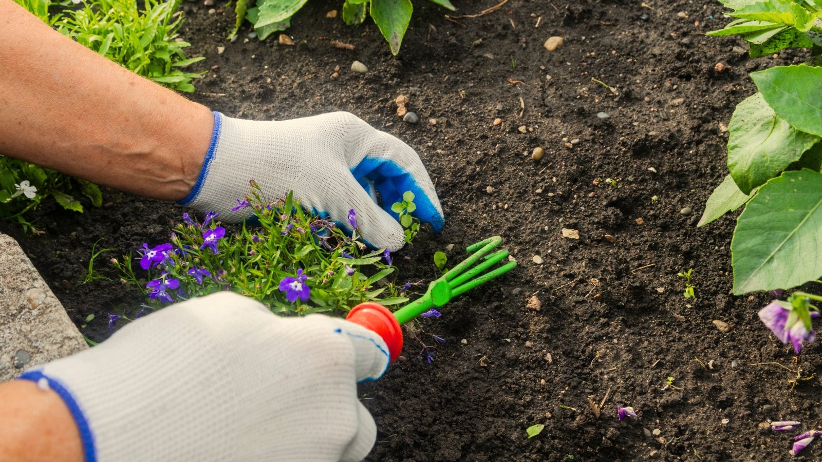 A gardener's hands in white gloves use a small green rake to remove weeds from a flowerbed among flowering plants.
