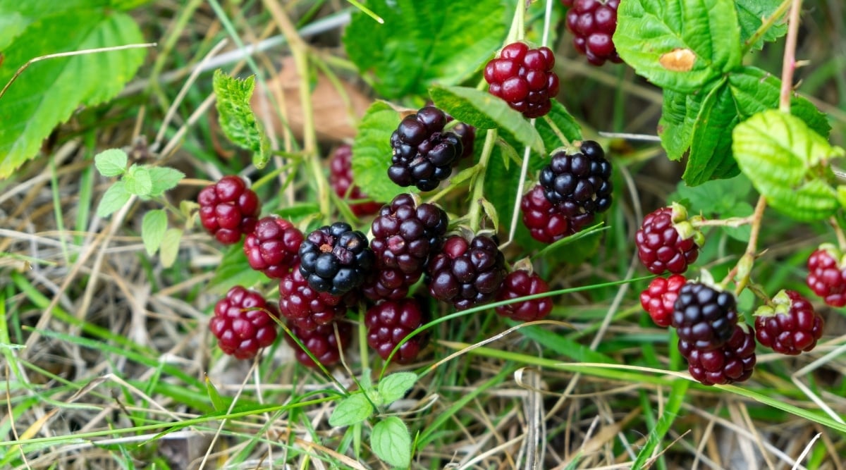 Round and plump blackberries are scattered on a dry, brown field with dead grasses. Unripe blackberries are red in color, but some ripe blackberries have a vivid violet hue. The leaves of the blackberry plants are jagged and green, while the stems are thin and spiky.