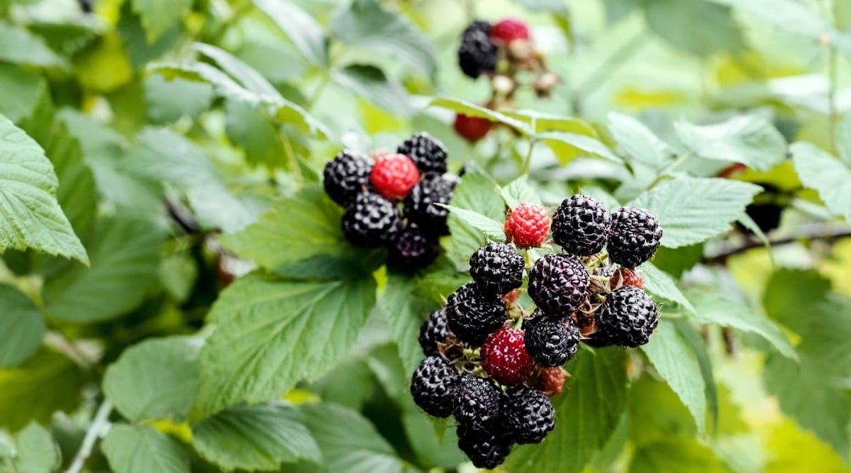 This image showcases a close-up view of a cluster of plump, juicy blackberry fruits, glistening in the light. The deep purple color of the berries indicates that they are perfectly ripe and ready to be picked. The berries are surrounded by lush green leaves and sturdy stems.