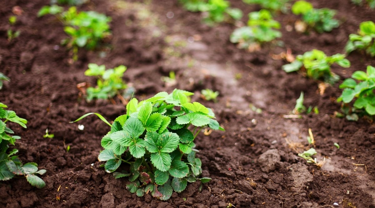 This image shows a group of small, young strawberry plants planted in dark, moist soil. The plants are placed at an equal distance away from one another, with their leaves appearing healthy and bright green. The soil surrounding the plants appears well-nurtured and provides a suitable environment for the plants to grow.