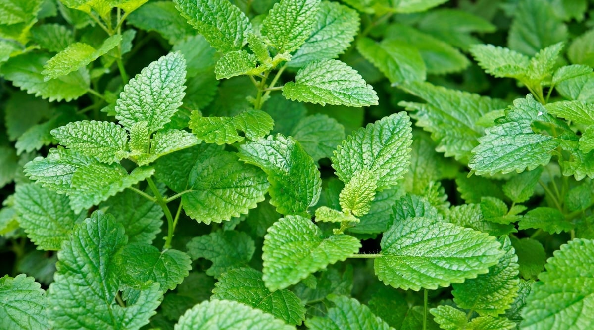 Close-up of long oval, wrinkled green leaves that occur in pairs in soft, thin, green stems. The margins of the leaves are crenate.