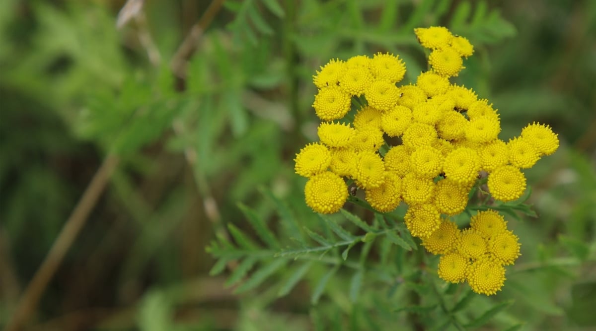 Close-up of clusters of small, button-like flowers that are a bright yellow color. Tansy leaves are deeply-lobed, fern-like, and green in color.