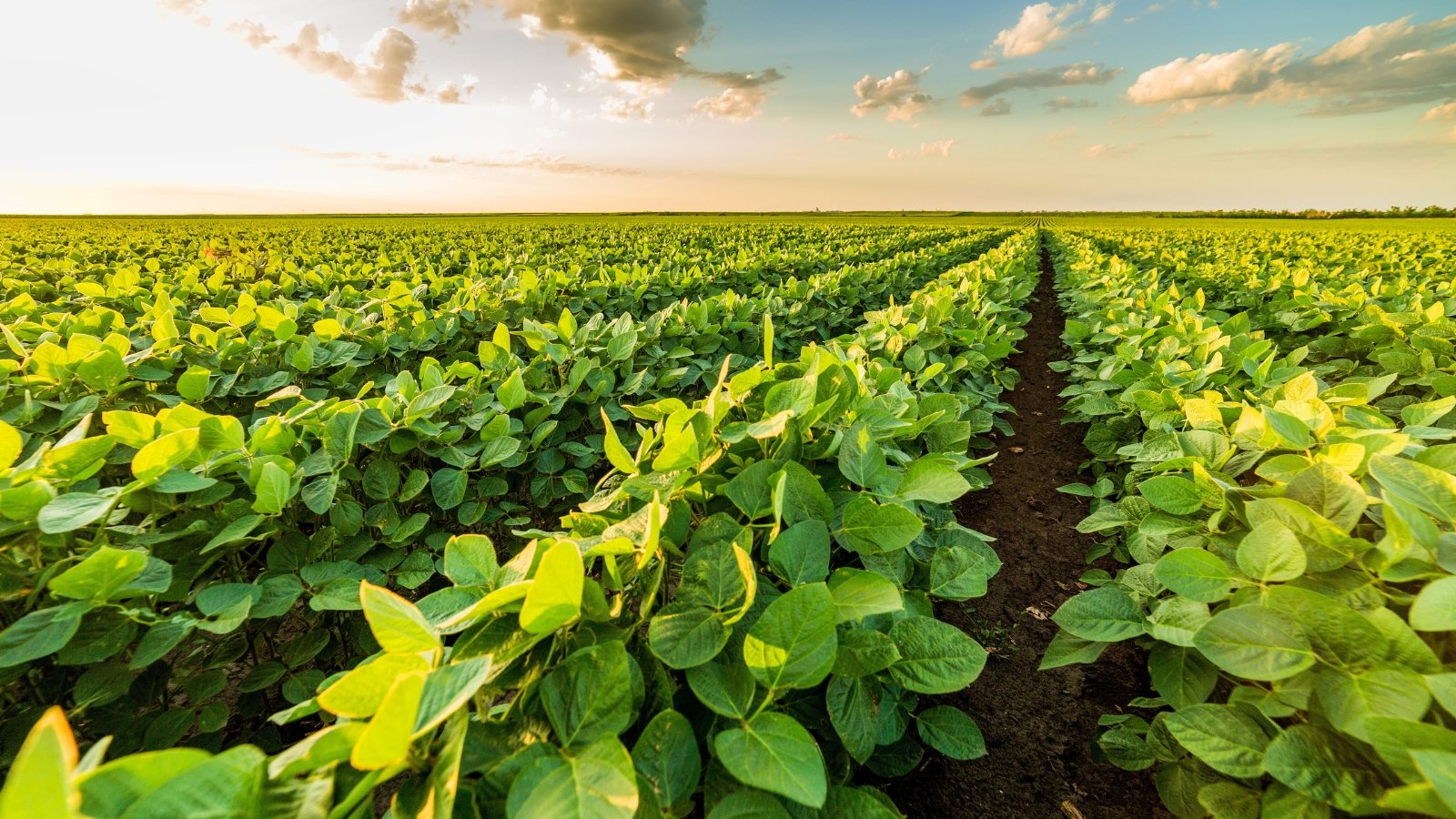 The soybean field stretches with rows of vibrant green plants bearing trifoliate leaves.