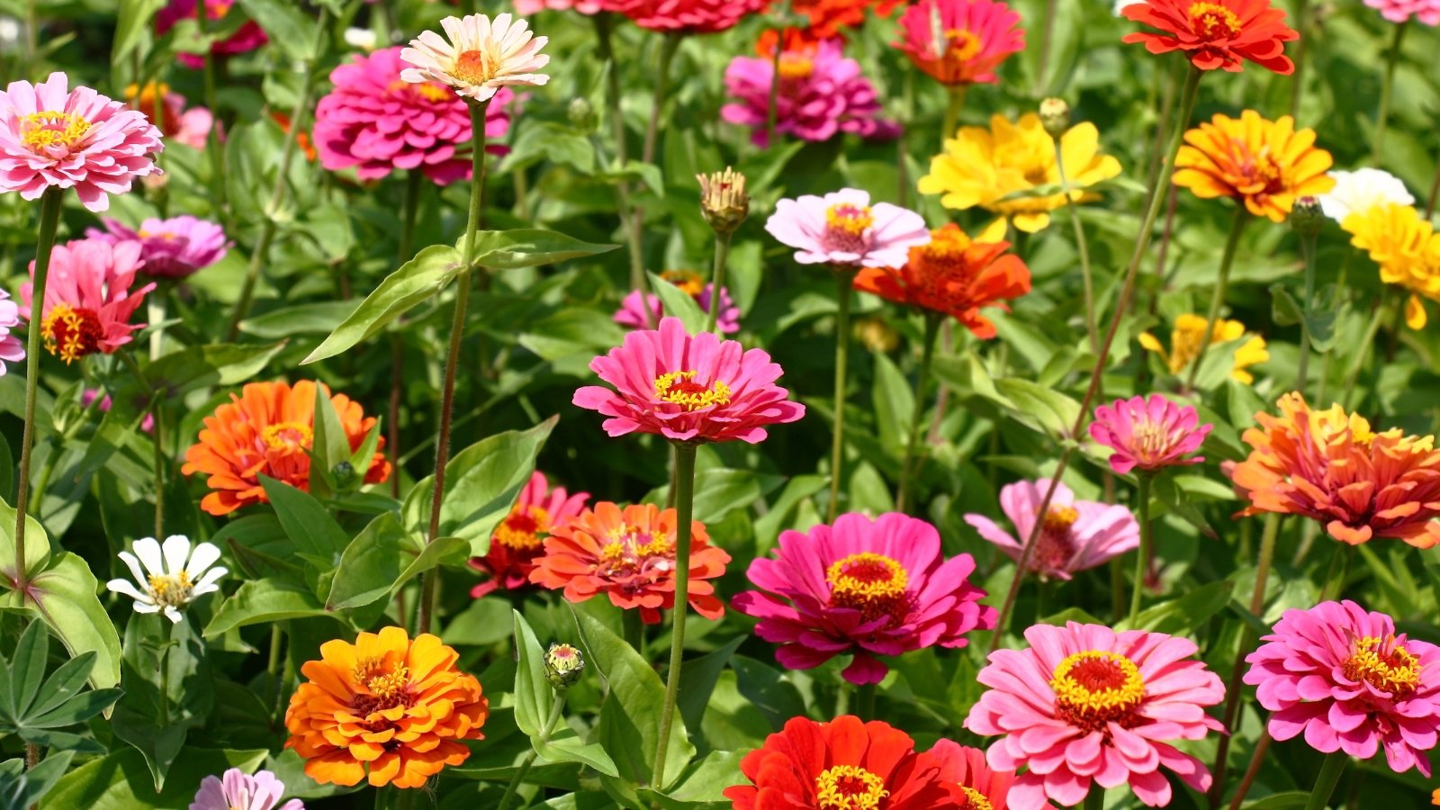 Vibrant zinnias in shades of pink, orange, and red with lush green leaves bask in the warm sunlight.