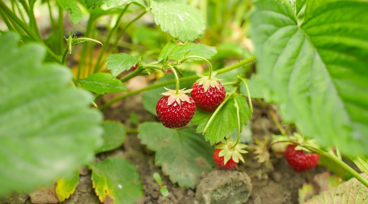 Fresh fruits from the vine growing in the garden. The fresh red fruits are hanging off the vine.