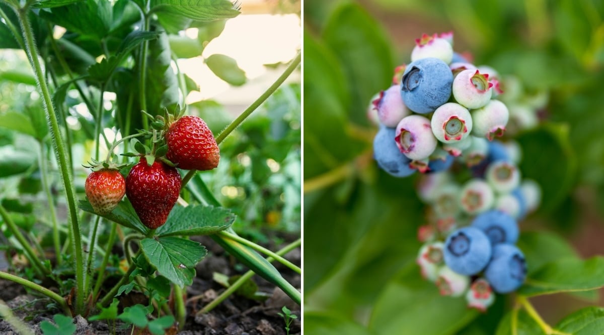 Two pictures of fruit growing next to one another. Strawberries grow on the left side, and blueberries grow on the right. Both sets of fruits are ripe, and ready to be harvested.