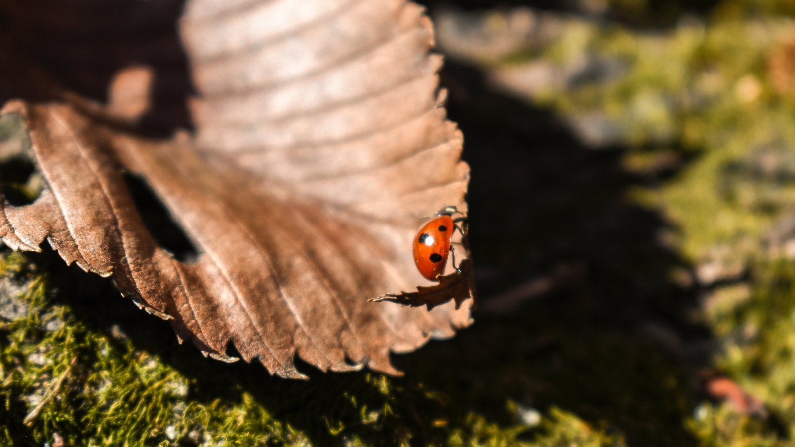 A single dry, brown leaf with delicate veins sits on a soft green surface, with a bright red ladybug perched near its curled edges, contrasting the muted colors of the leaf.