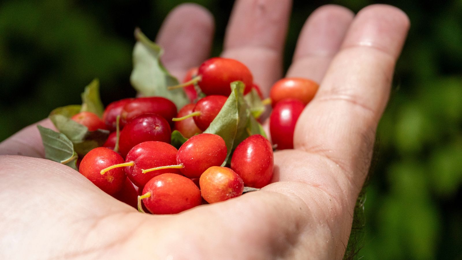 A focused shot of a person's hand holding a pile of freshly picked berries in an outdoor area.