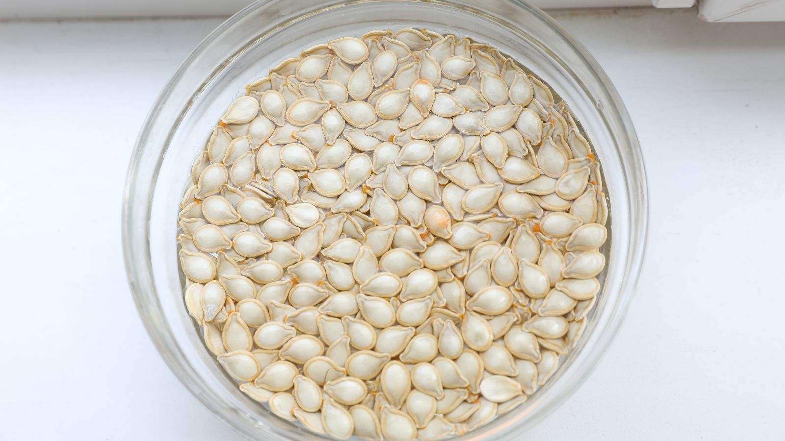 Countless white pits of a round orange crop soaking in water, placed on top of one another inside a glass container with clear liquid