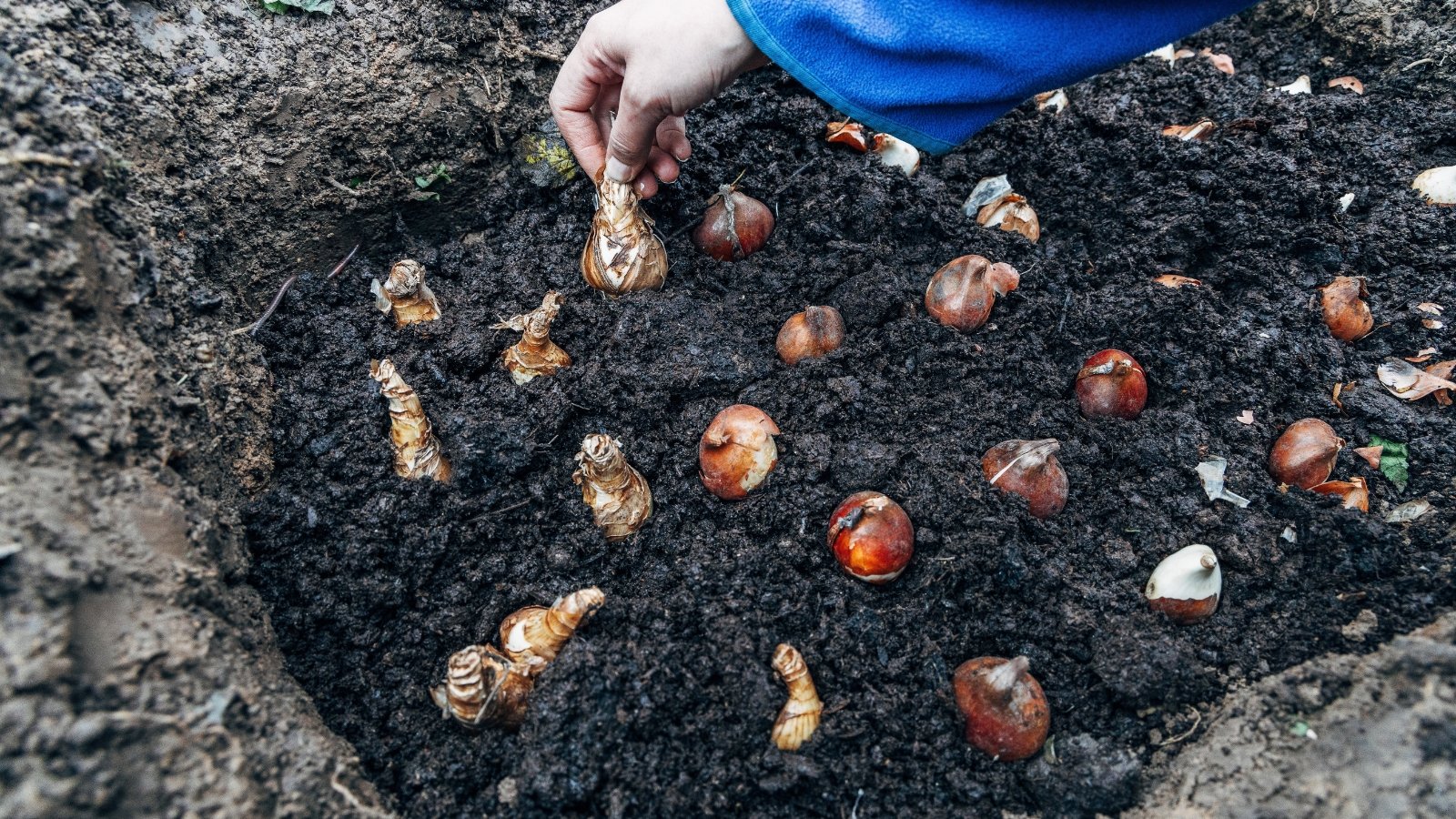 Close-up of small, round bulbs being placed into dark, moist soil, ready to be covered, with other scattered bulbs resting on the ground nearby.