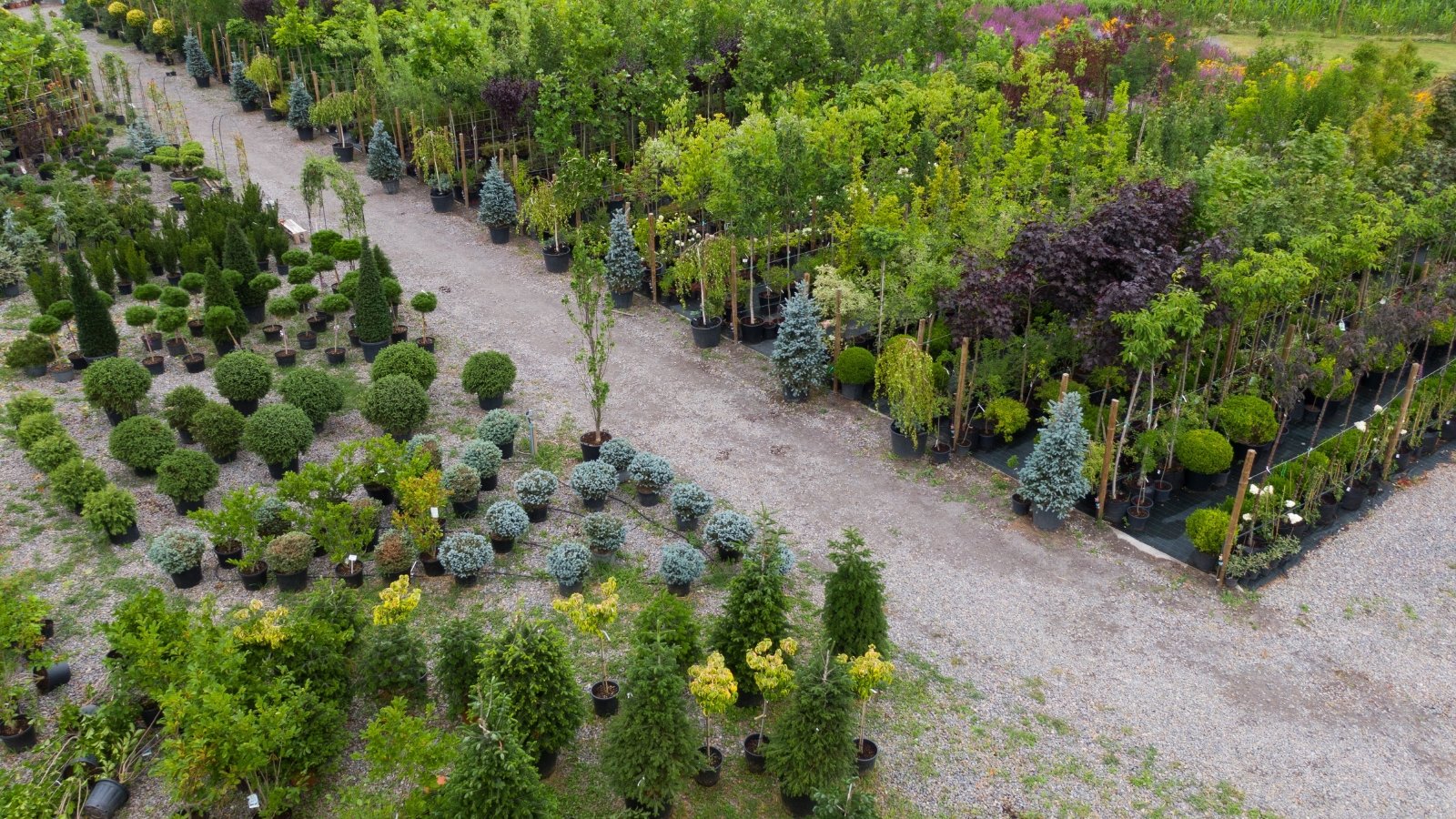 Neatly arranged rows of shrubs and small plants, each in its own pot, cover the ground in a plant nursery, creating a vibrant, structured landscape with a variety of greens and browns.