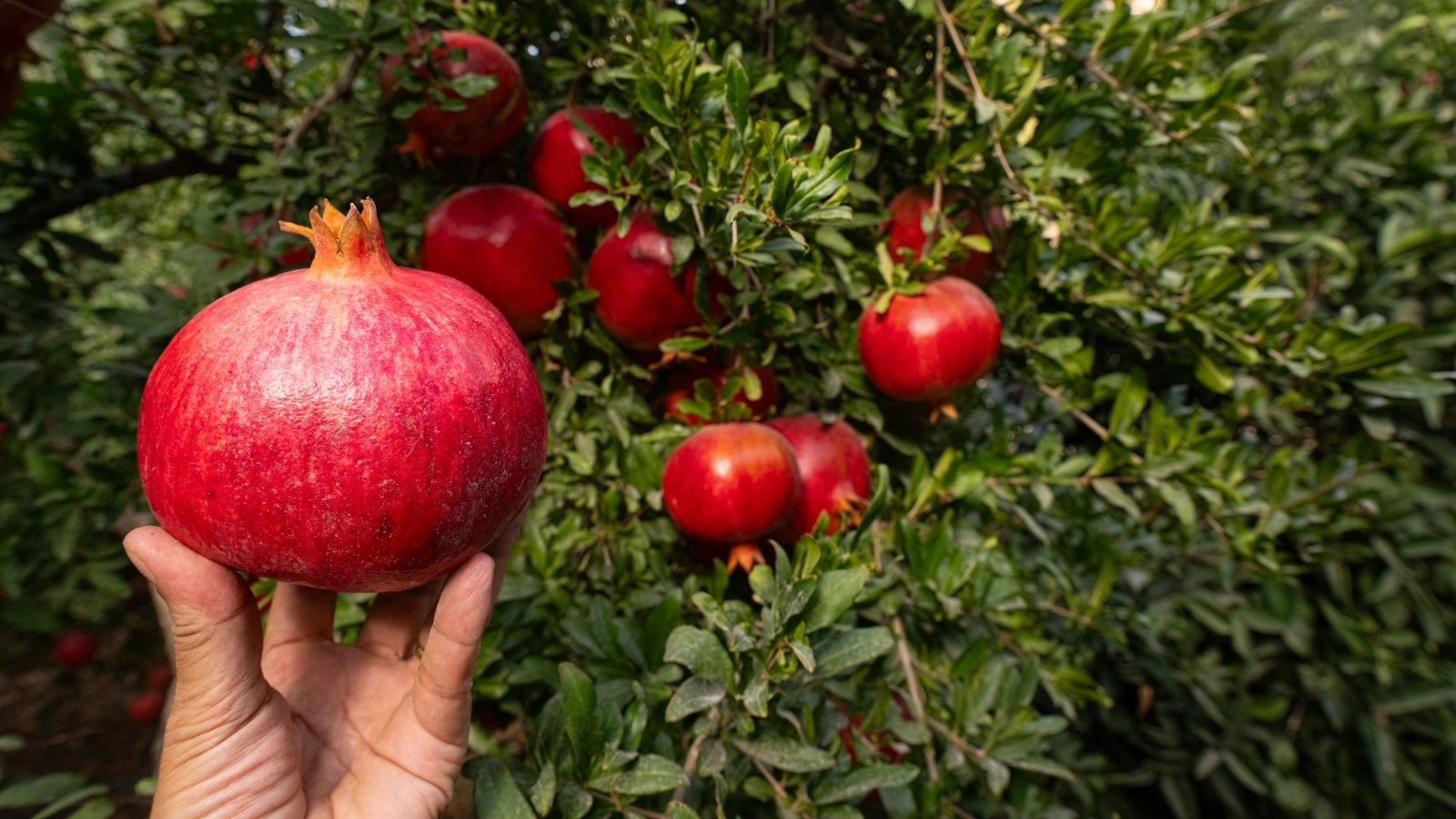 Close-up of a man's hand holding a large, ripe, round fruit with thick, smooth, and glossy skin of rich red color against a backdrop of a lush tree laden with ripe fruits.
