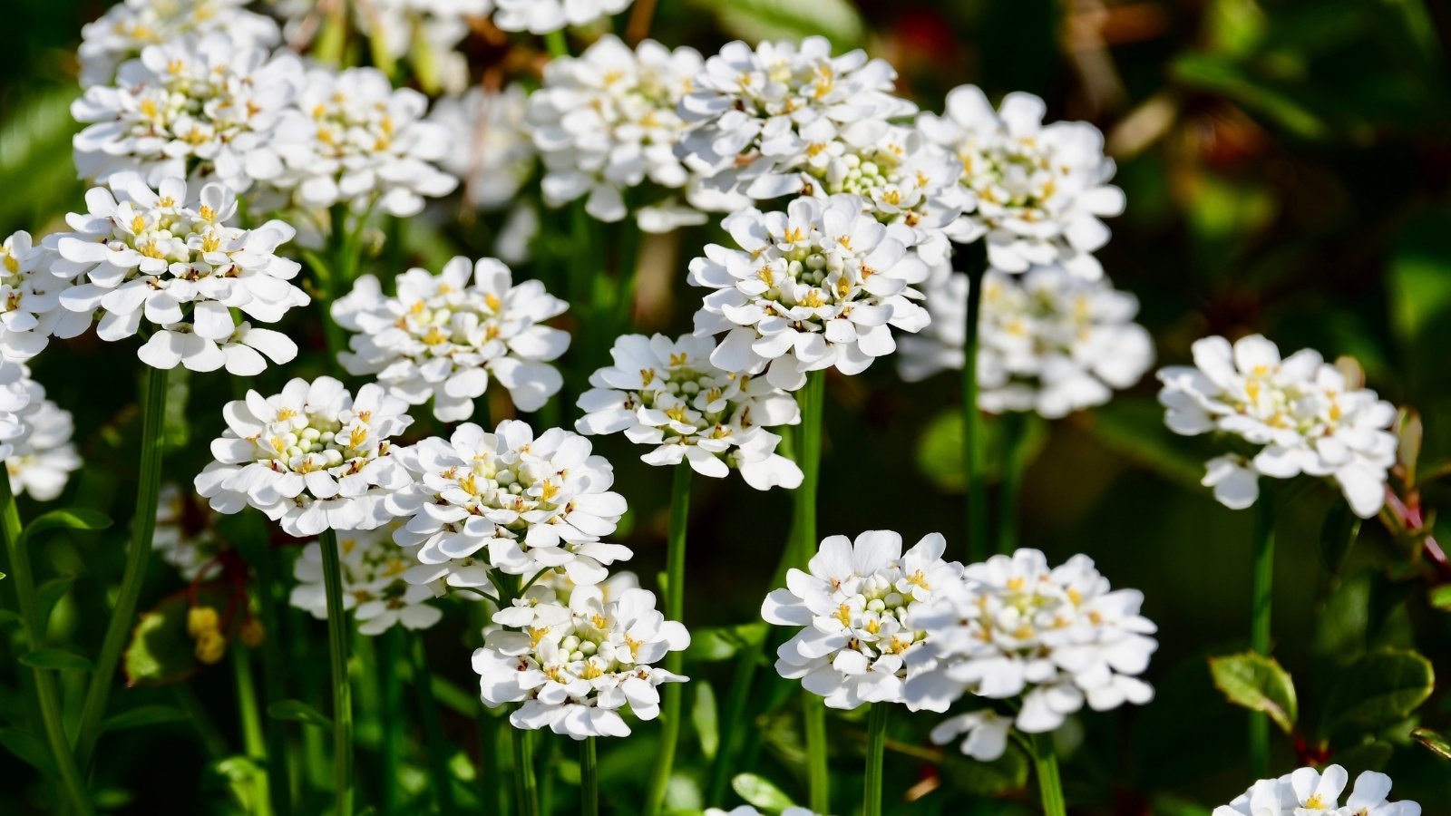 A tight group of small white flowers with bright yellow centers, perched on slender green stems. The dense greenery in the background enhances the delicate texture of the petals, while the soft white contrasts sharply with the dark green foliage, creating a fresh, clean appearance in the garden.