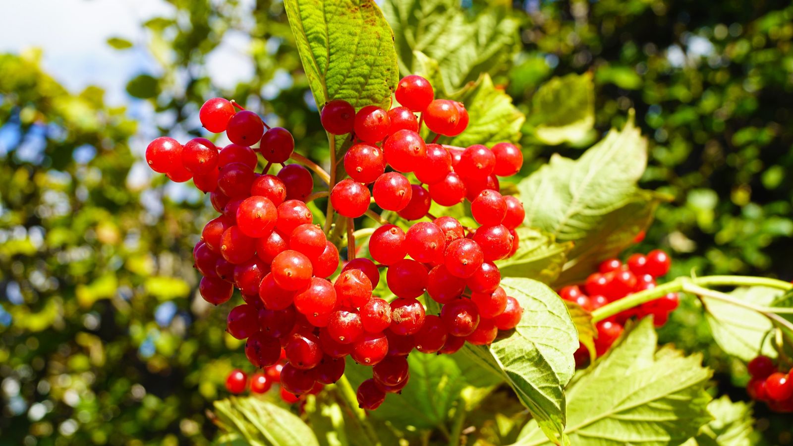 Are you able to Develop Cranberries within the Residence Backyard?