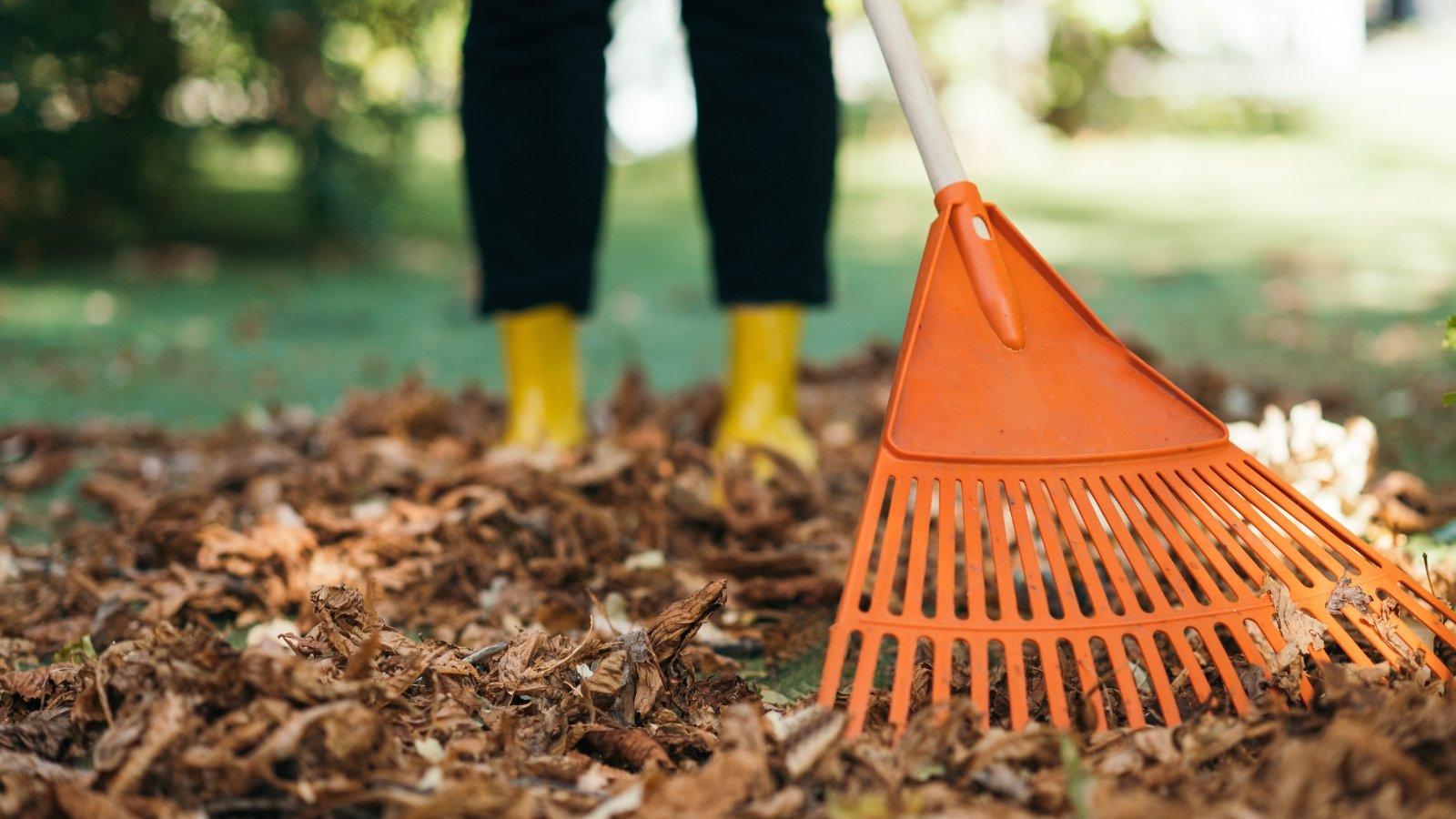 Ought to You Rake Leaves Off of Perennial Backyard Beds?