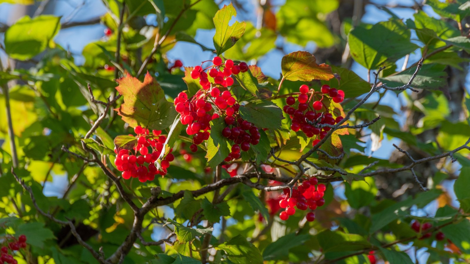 Tips on how to Plant, Develop, and Look after Highbush Cranberries