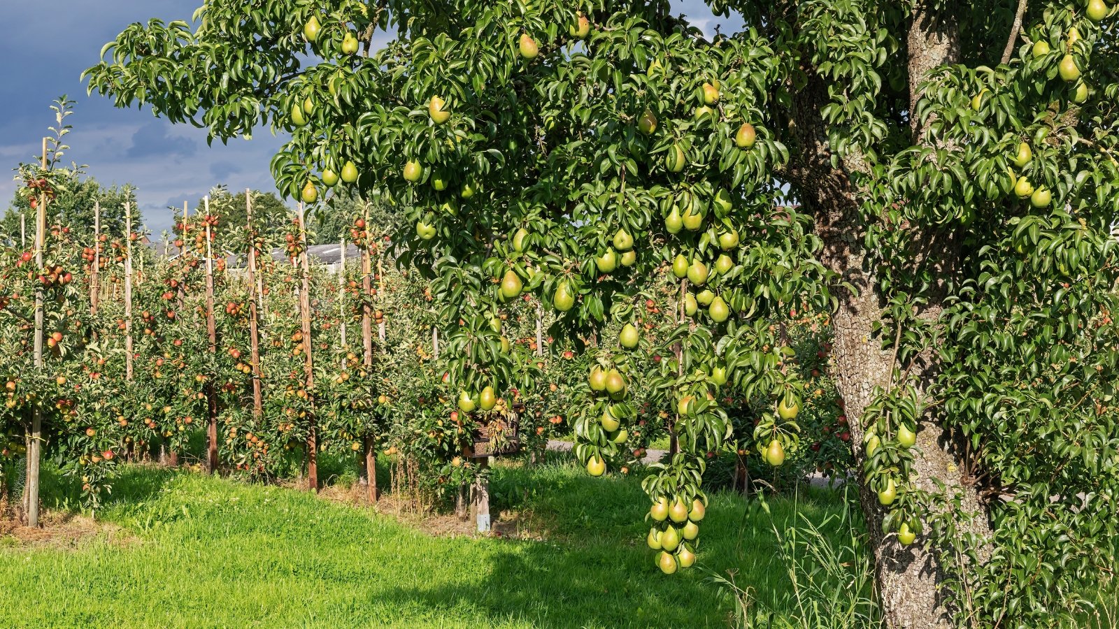 11 Pear Tree Rising Issues and Methods to Resolve Them