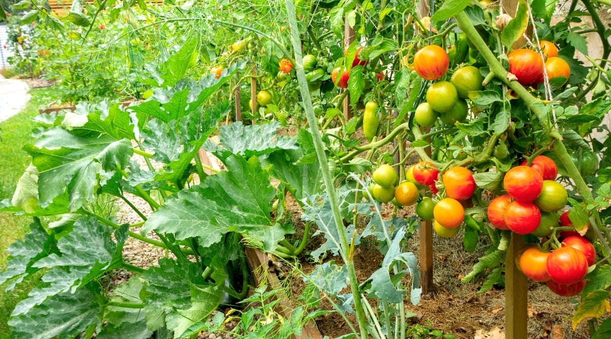 Tomatoes and zucchini on raised wooden beds in an outdoor garden. Tomato plants have pinnately complex, slightly hairy, dark green leaves and large, round, juicy, bright red and green fruits. The tomato plant is supported with wooden stakes. The zucchini plant has large leaves, palmately lobed, dark green in color with silvery stains.