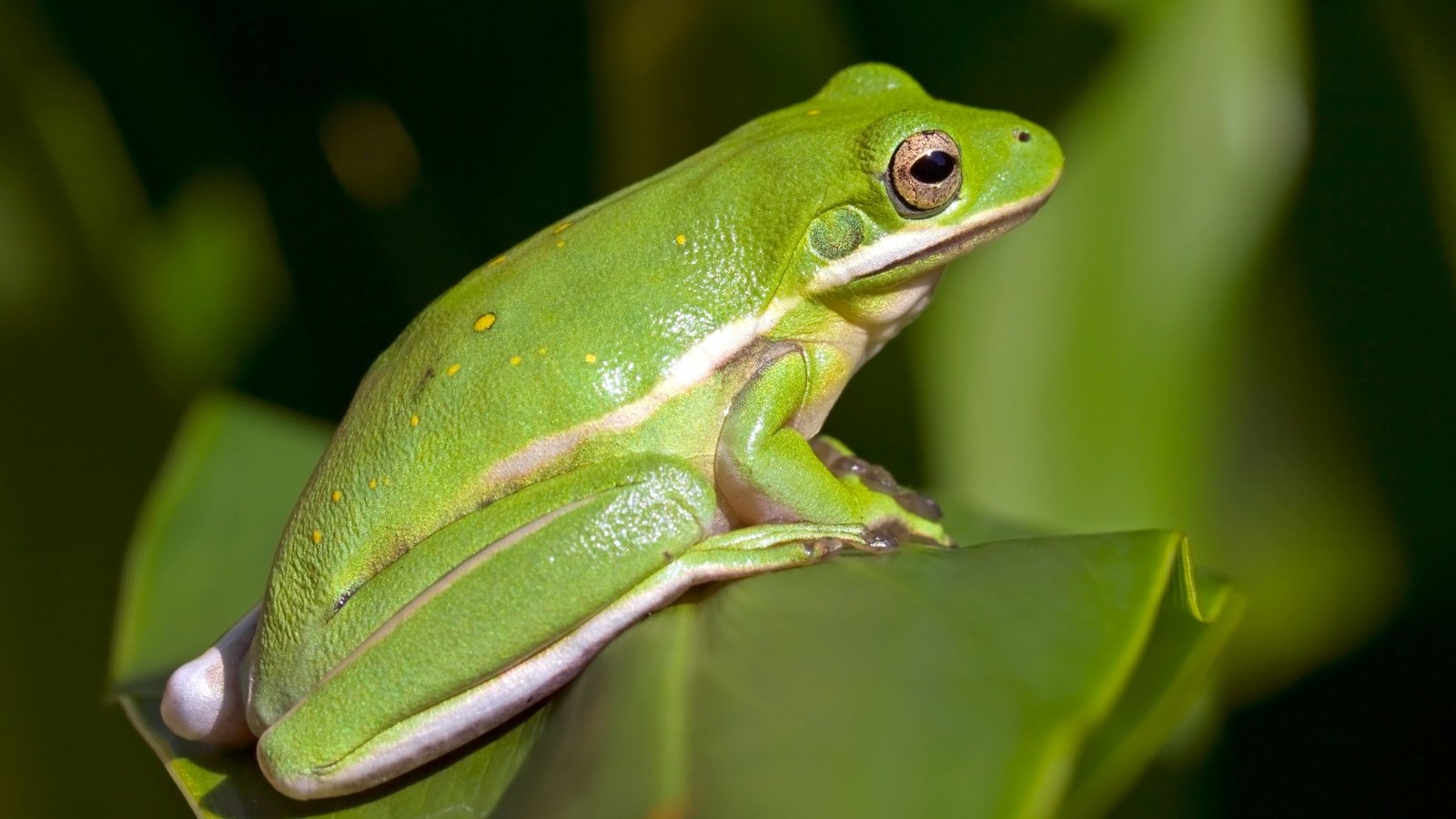 How and Why to Appeal to Frogs to Your Backyard This Yr