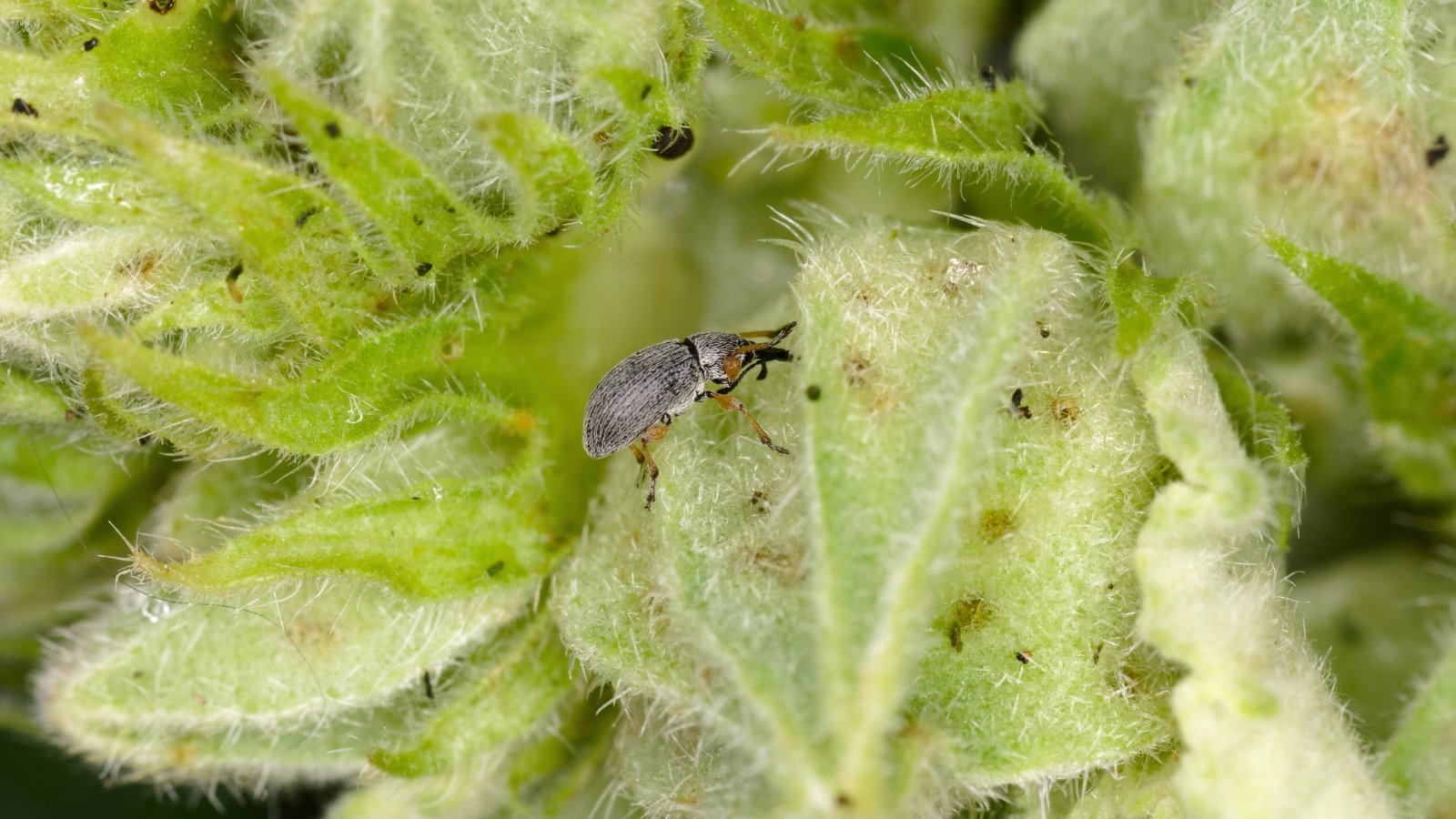 Close-up of a small, elongated beetle with a matte black body and distinctive orange patches on its wings, feeding on buds.