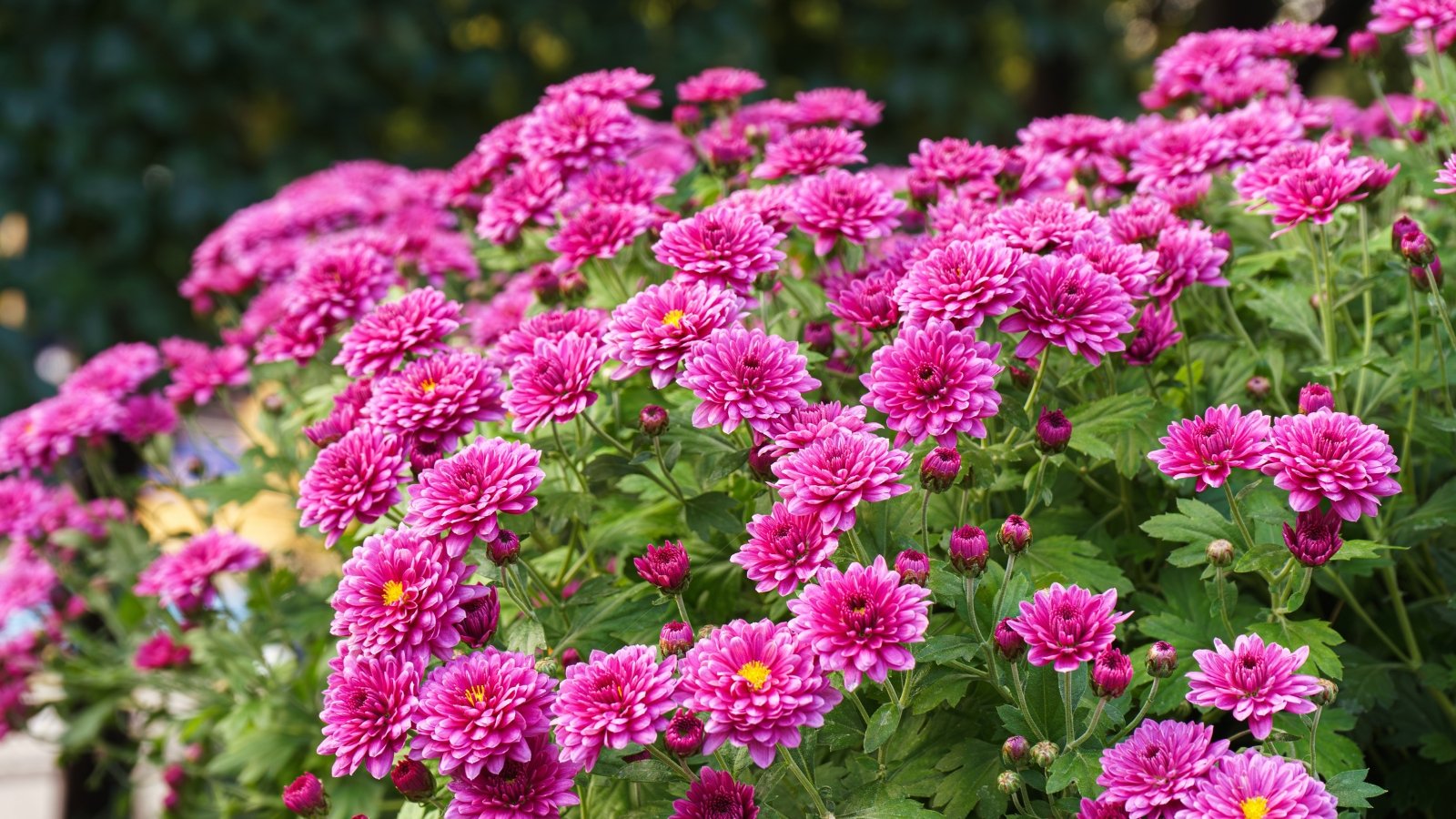 Do Chrysanthemums Present Pure Pest Management?