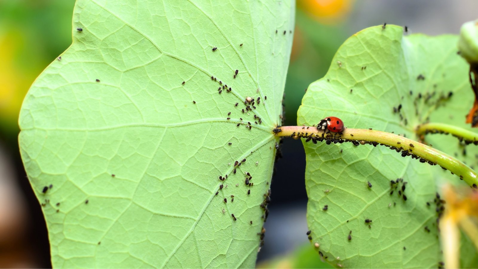 5 Distinctive Methods to Deter Pests From Your Backyard