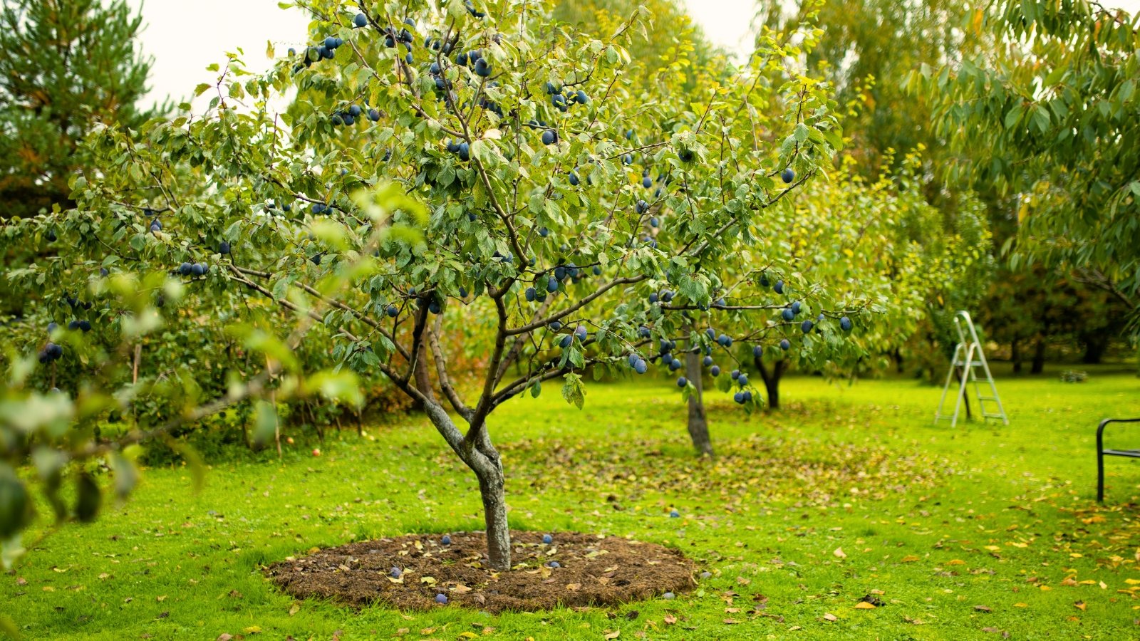 Fall Fruit Tree Care: A Complete Information