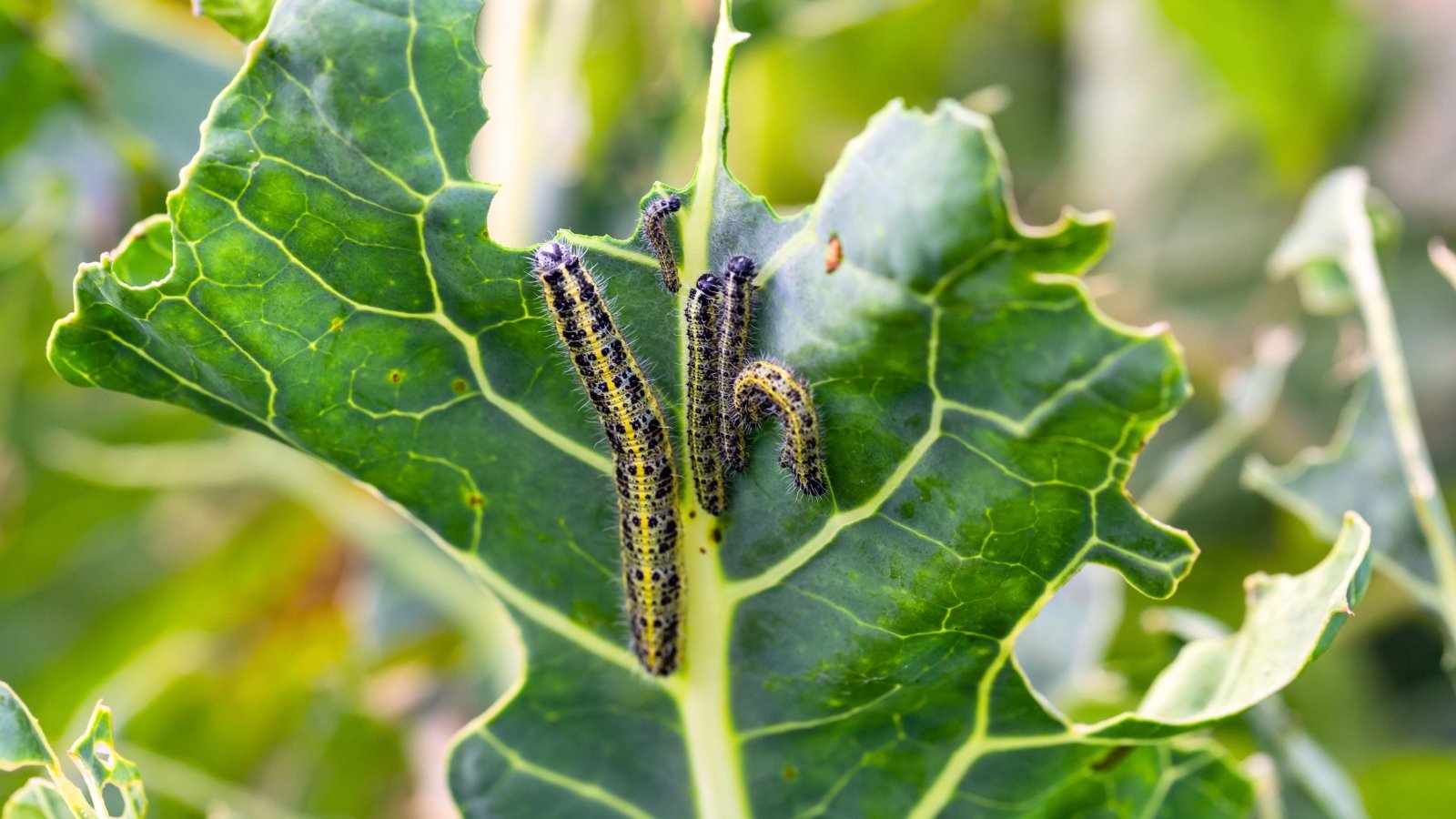 7 Widespread Fall Vegetable Backyard Pests