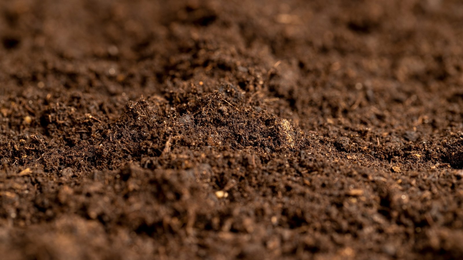 What’s Properly-Drained Soil? Easy methods to Assess Soil Drainage