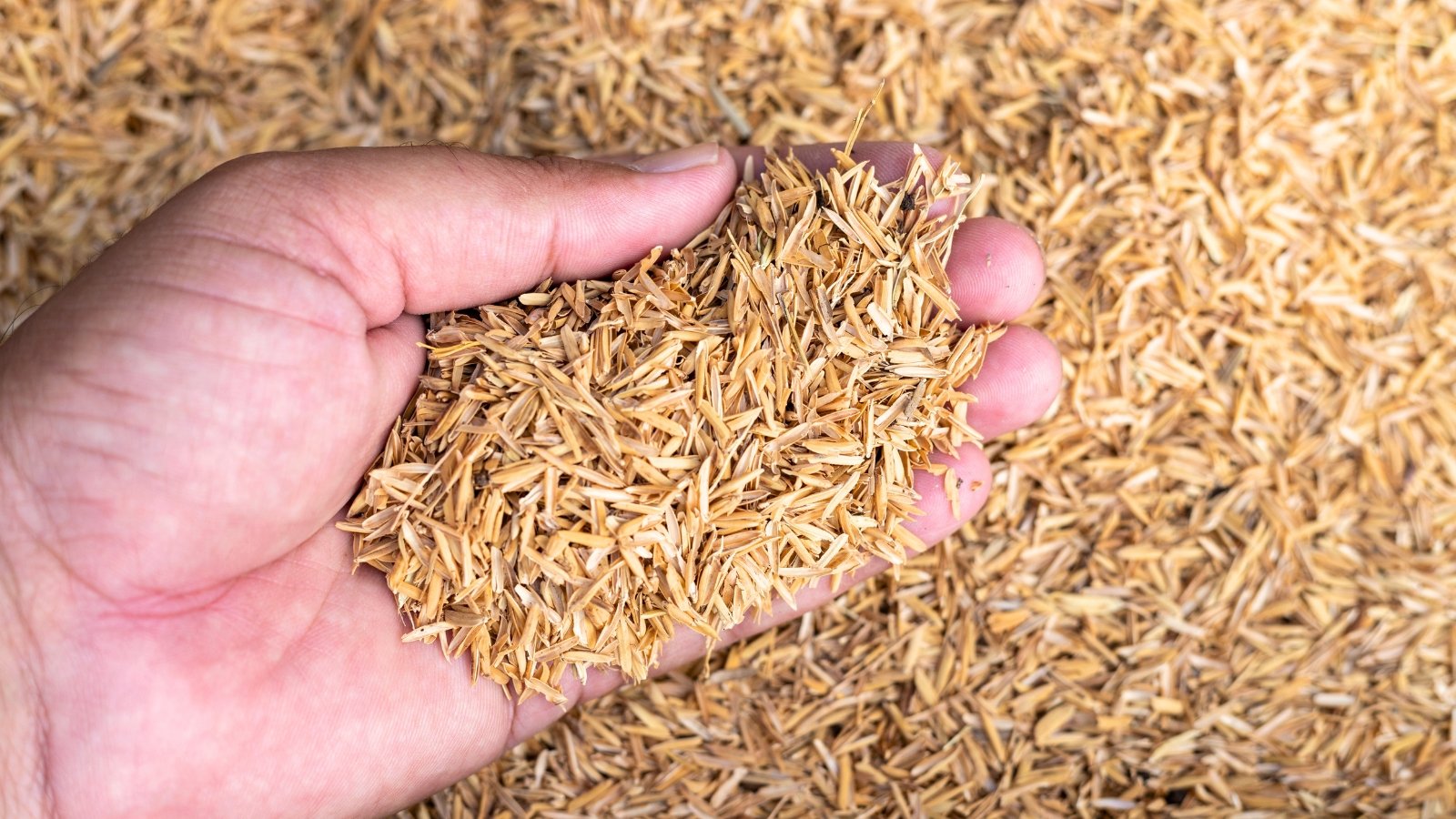 How and Why to Use Rice Hulls within the Backyard