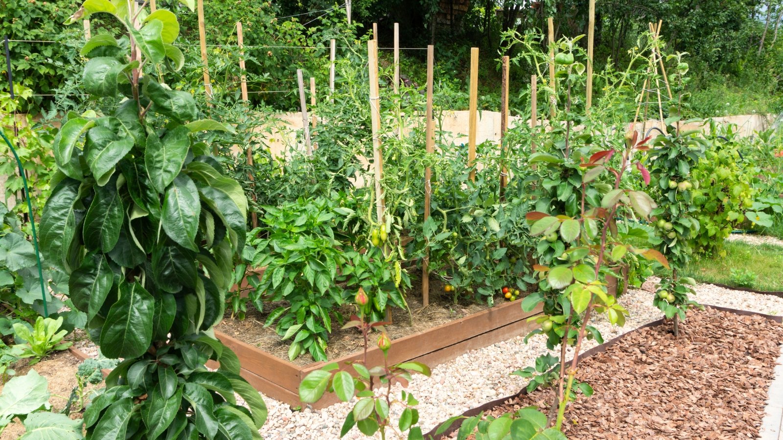 A small garden with raised wooden beds containing dwarf apple trees, as well as pepper and tomato plants.
