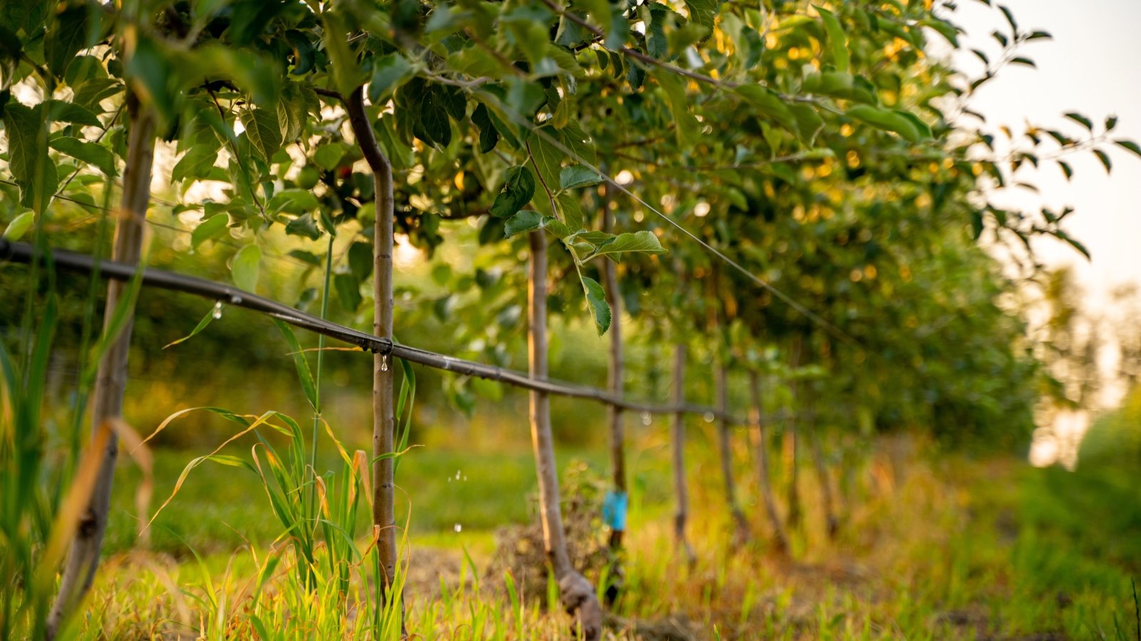 A close-up of an apple orchard with a drip irrigation system installed.