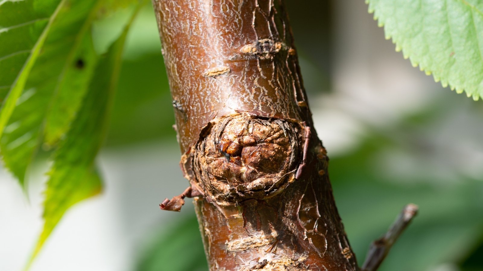 The cherry tree trunk affected by Bacterial Canker shows sunken, dark lesions with oozing, discolored sap and a rough, cracked surface around the infected areas.
