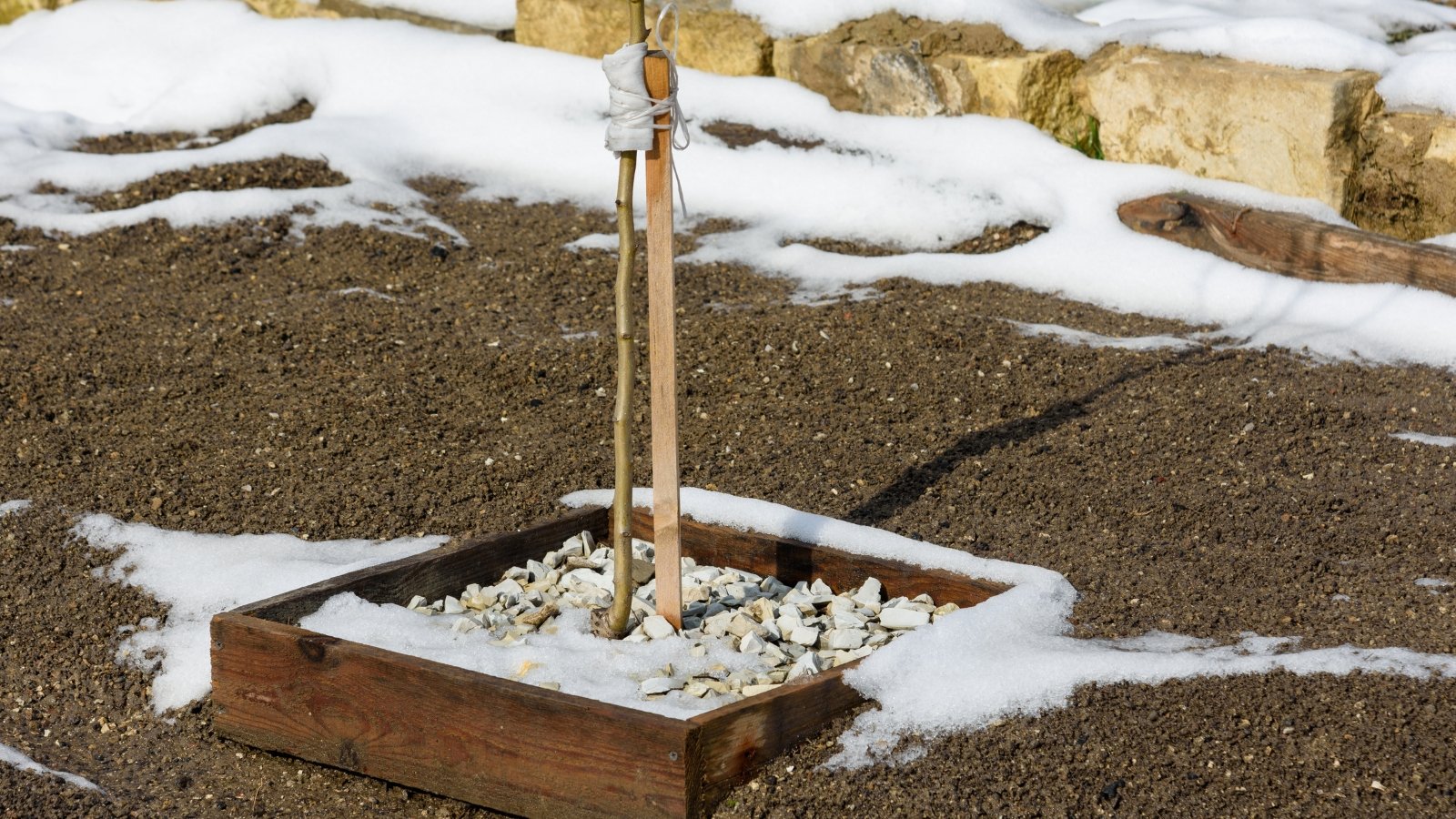 The fruit tree in the small raised bed of the winter garden is surrounded by a layer of rock mulch covering the soil, with some areas dusted in snow.
